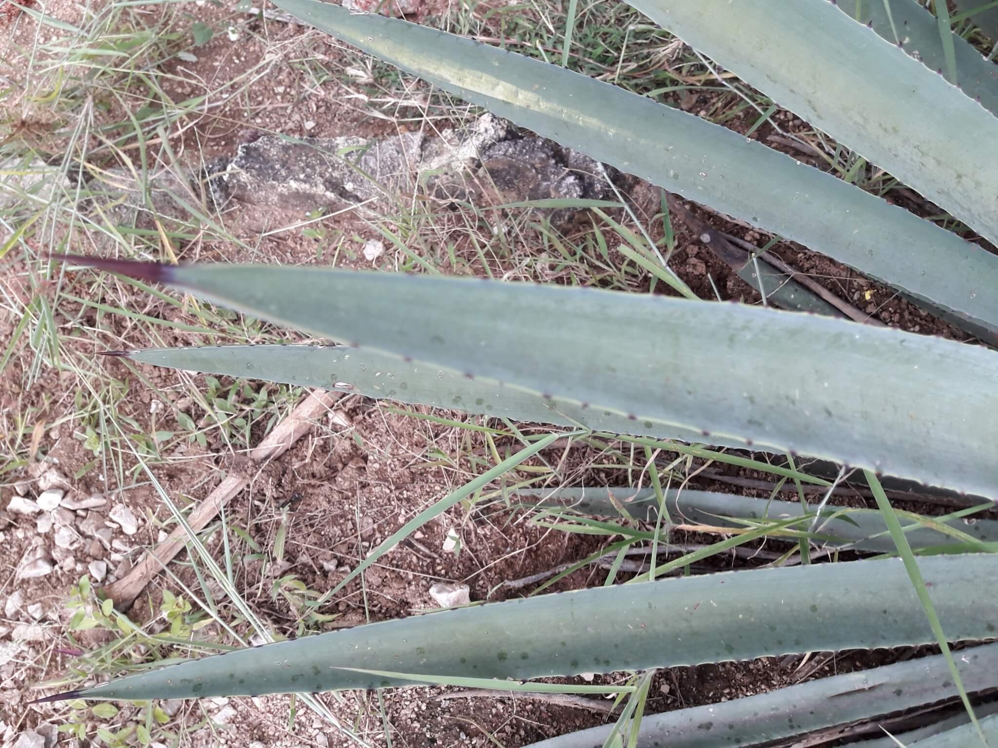Agave vivipara